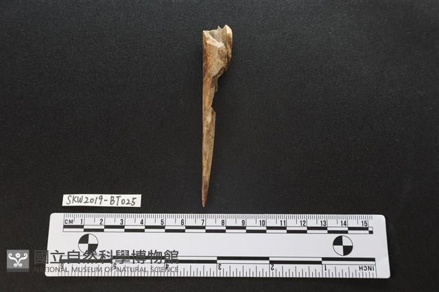 骨尖器藏品圖，第1張