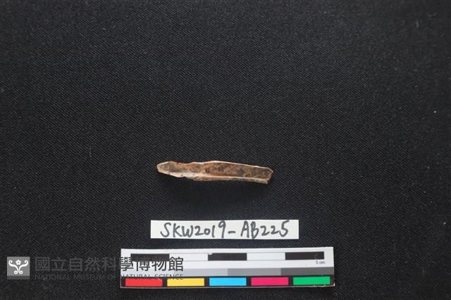 獸骨藏品圖，第1張