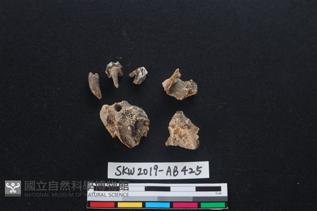 獸骨藏品圖，第1張