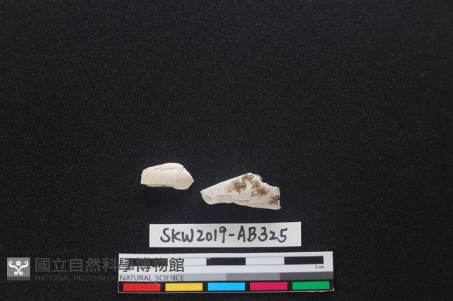 獸骨藏品圖，第1張