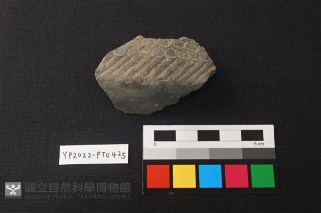 陶片藏品圖，第1張