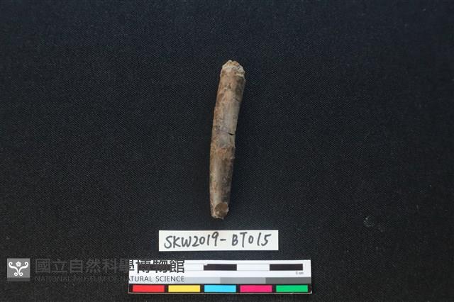 骨尖器藏品圖，第1張