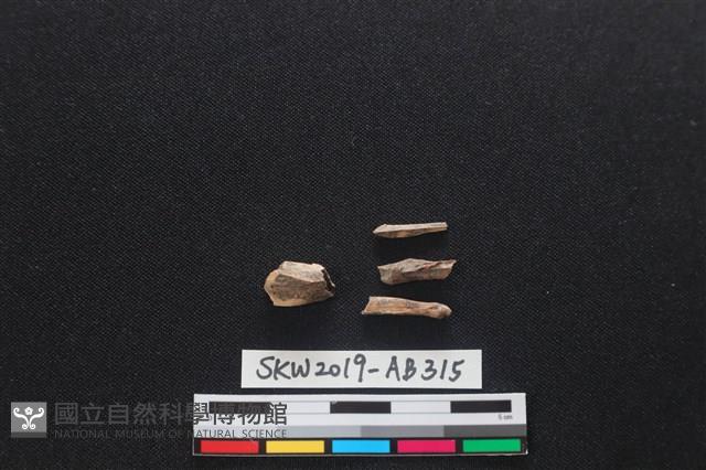 獸骨藏品圖，第1張