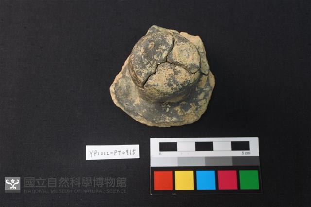 陶蓋鈕藏品圖，第1張