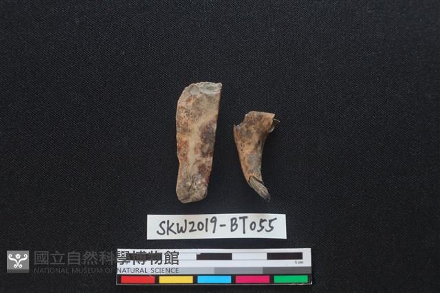 骨尖器殘件藏品圖，第1張