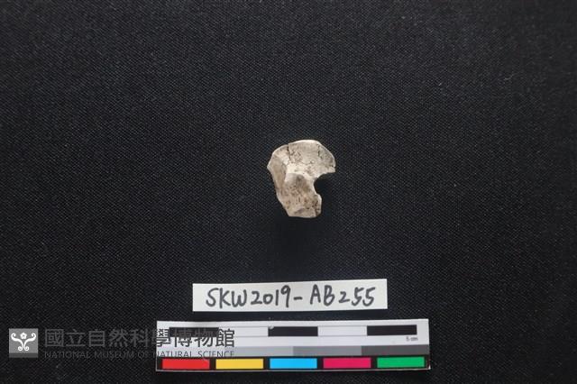 獸骨藏品圖，第1張