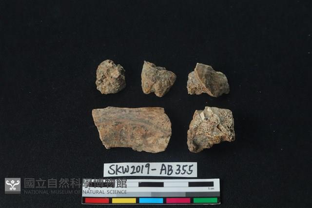 獸骨藏品圖，第1張