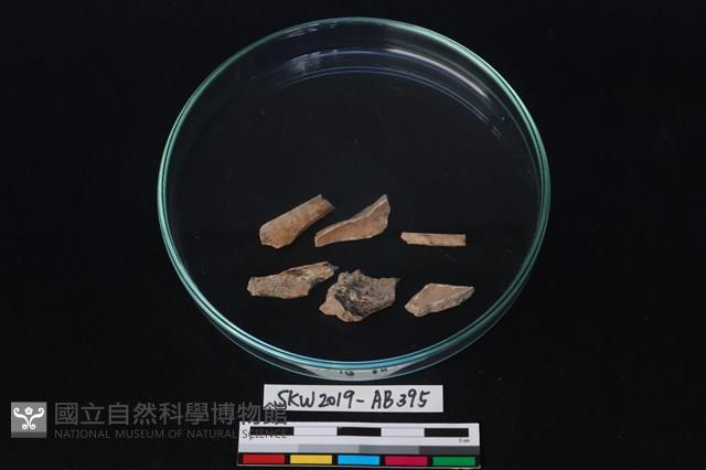 獸骨藏品圖，第1張