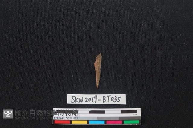 骨尖器藏品圖，第1張