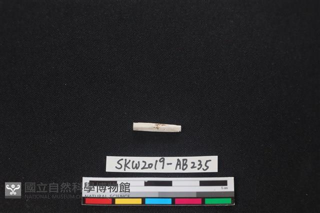 獸骨藏品圖，第1張