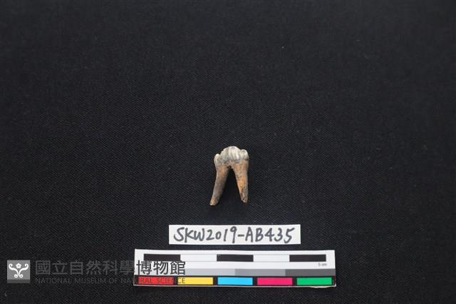 獸骨藏品圖，第1張