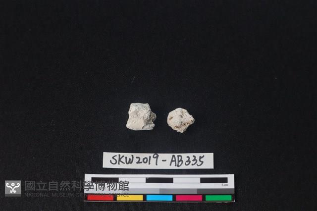 獸骨藏品圖，第1張