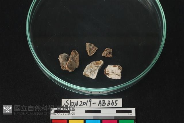 獸骨藏品圖，第1張