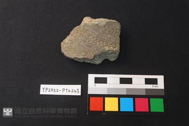陶片藏品圖，第1張