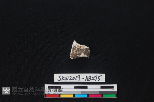 獸骨藏品圖，第1張