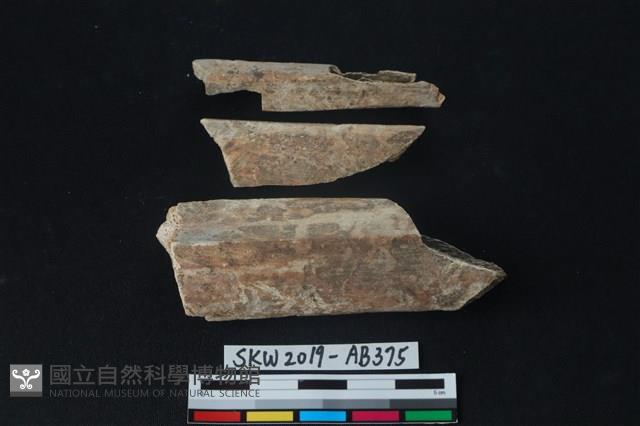 獸骨藏品圖，第1張