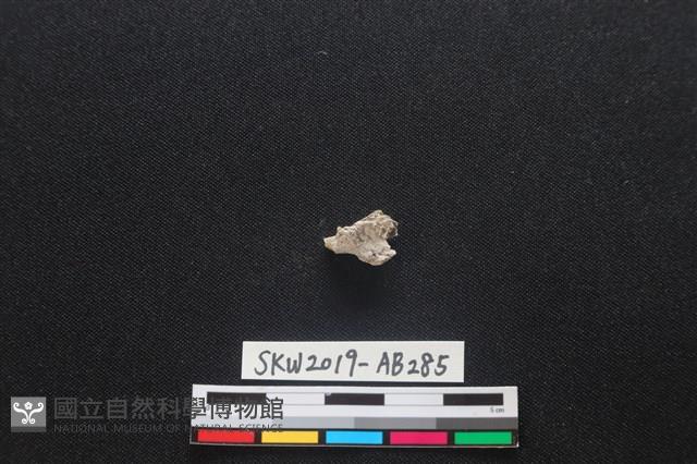 獸骨藏品圖，第1張