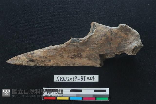 尺骨尖器藏品圖，第1張