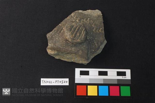 陶片藏品圖，第1張