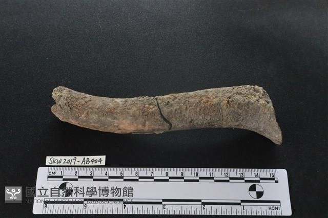 獸骨藏品圖，第1張