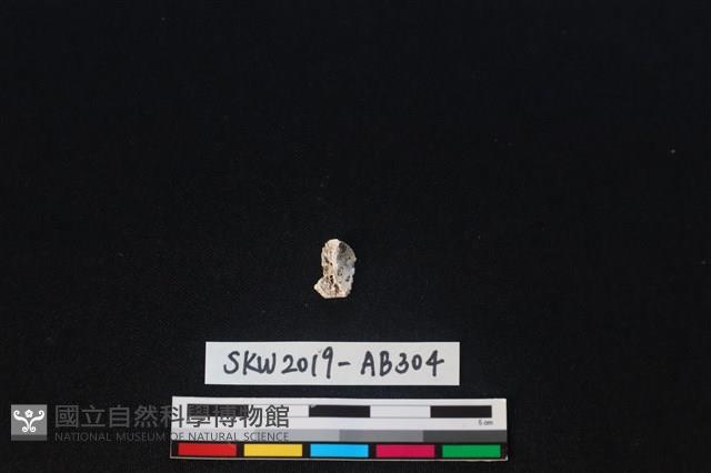 獸骨藏品圖，第1張