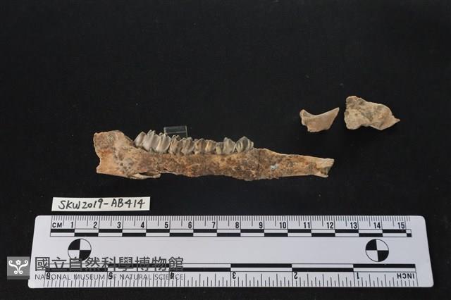 臺灣山羌(特)藏品圖，第1張