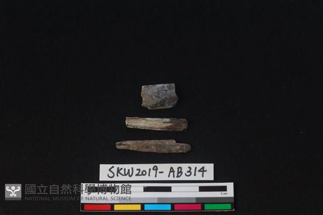 獸骨藏品圖，第1張