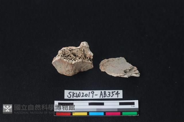 獸骨藏品圖，第1張