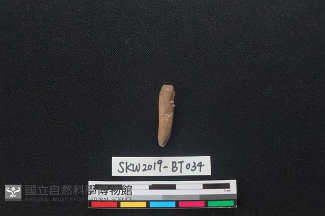 骨尖器藏品圖，第1張