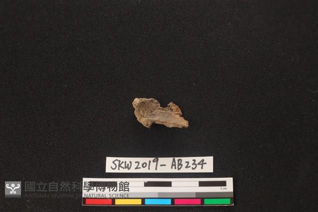 獸骨藏品圖，第1張