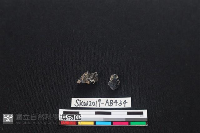 獸骨藏品圖，第1張