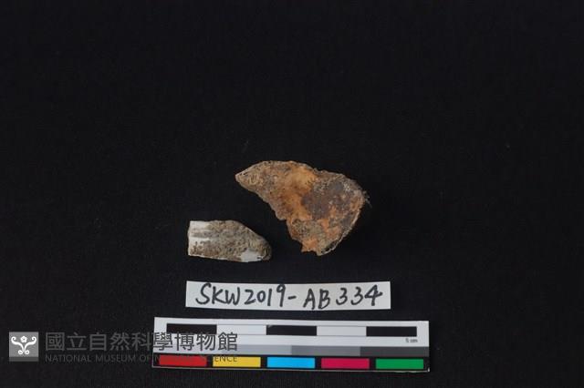 獸骨藏品圖，第1張