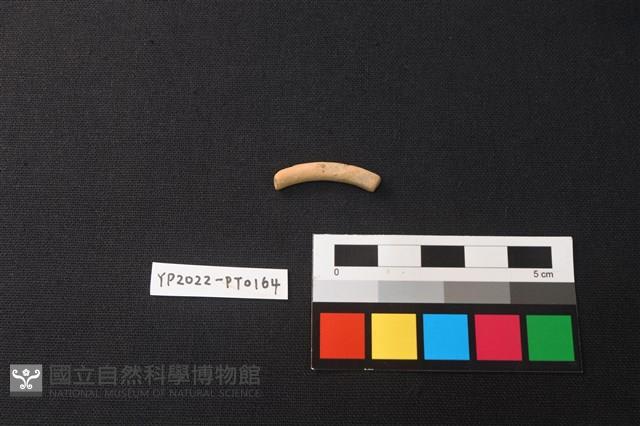 陶環藏品圖，第1張