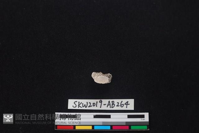 Accession Number:SKW2019-AB264 Collection Image, Figure 1, Total 2 Figures