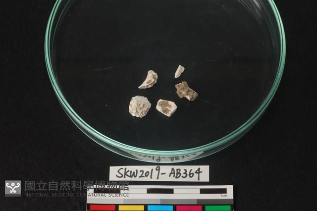 獸骨藏品圖，第1張