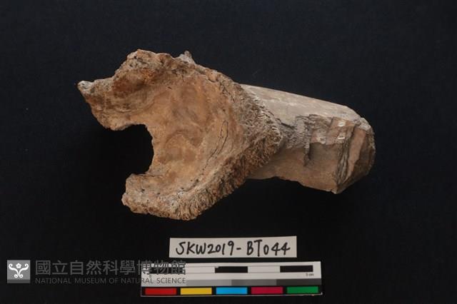 加工痕獸骨藏品圖，第1張