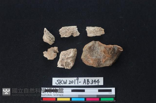 獸骨藏品圖，第1張