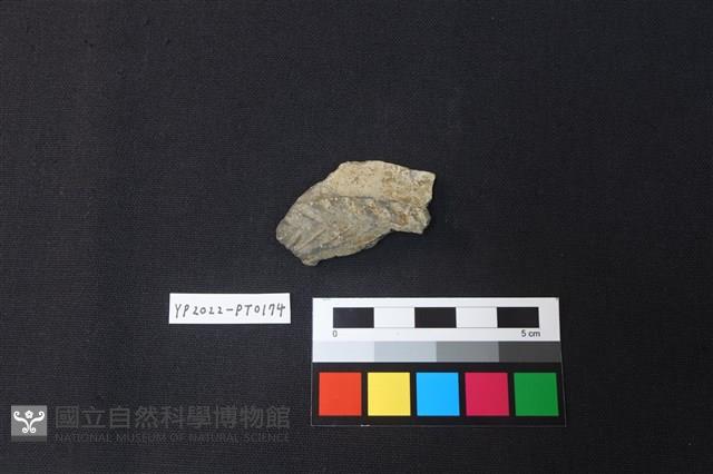 陶片藏品圖，第1張