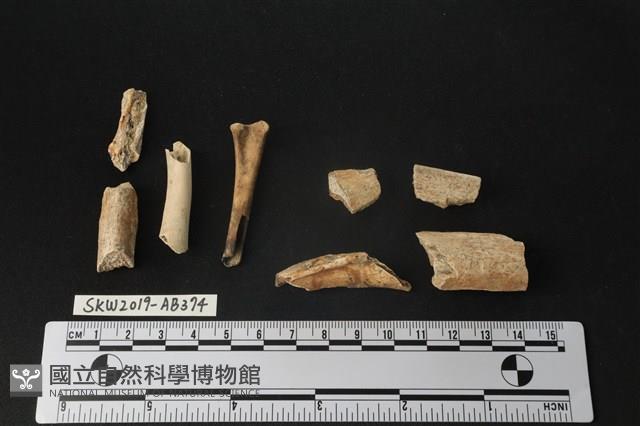 獸骨藏品圖，第1張