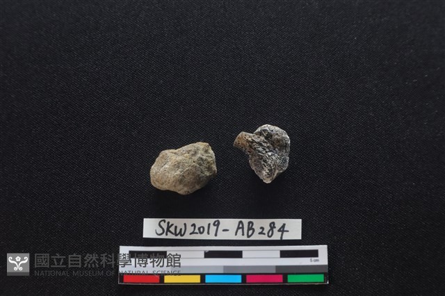 獸骨藏品圖，第1張