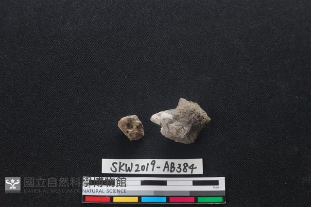 獸骨藏品圖，第1張