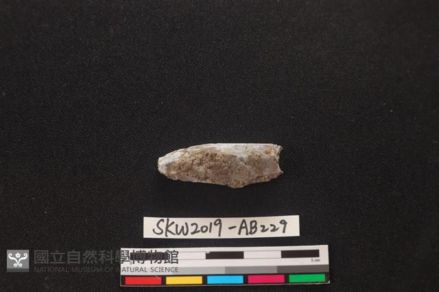 獸骨藏品圖，第1張