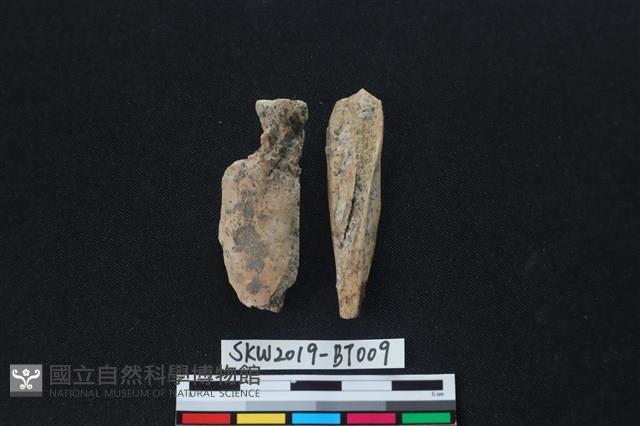 骨尖器藏品圖，第1張