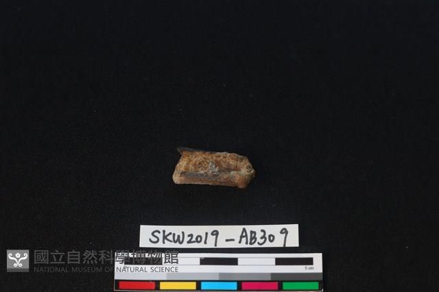 獸骨藏品圖，第1張