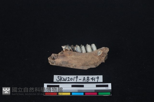 獸骨藏品圖，第1張