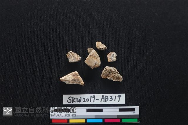 獸骨藏品圖，第1張