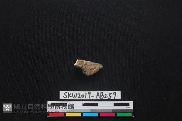 獸骨藏品圖，第1張