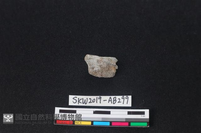 獸骨藏品圖，第1張