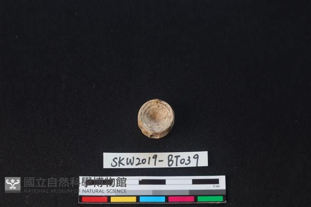 魚骨珠藏品圖，第1張