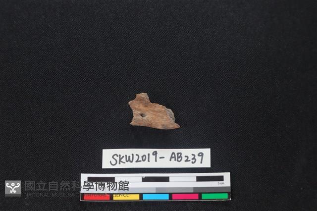 獸骨藏品圖，第1張